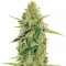 Gorilla Auto (GG#4 Original Glue Auto) (Expert Seeds) Cannabis-Samen