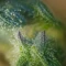 Gorilla Cookies Auto (Big Head Seeds)