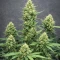 King's Juice Auto (GHS)