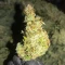 Lemon Jack Autoflower feminisierte Samen (Seedkeepers)