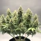 OG Critical (Emerald Triangle Seeds) Cannabis-Samen