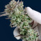 Strawberry Banana Auto feminisierte Samen (Fast Buds)