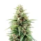 Stress Killer Automatic CBD (RQS) Cannabis-Samen