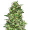 Trippy Gorilla (Big Head Seeds) Cannabis-Samen