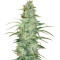 Super Skunk regular (Nirvana Seeds) Cannabis-Samen