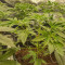 Wedding Cookies Samen feminisiert (Original Sensible Seeds)