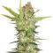 Cheese (Big Buddha Seeds) Cannabis-Samen