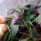 CBD 1:1 Silver Lime Haze Autoflower (Seedstockers)