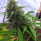 Critical Mass Regular (Mr. Nice Seedbank) Cannabis-Samen