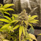 Critical Super Silver Haze (Delicious Seeds)