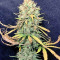 Exodus Kush (DNA Genetics) Cannabis-Samen