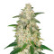 Gelato Auto (Original Sensible Seeds) Cannabis-Samen