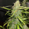 Hindu Kush (Sensi Seeds) Cannabis-Samen