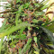 Honduras Regular (Ace Seeds) Cannabis-Samen