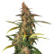 Lemonberry Haze Auto (Original Sensible Seeds) Cannabis-Samen