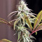 Mangobiche Kush Regular (CannaBioGen) Cannabis-Samen