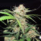 NYC Diesel regular (Soma Seeds) Cannabis-Samen