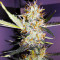 Narcotherapy Auto (Cream of the Crop Seeds) Cannabis-Samen
