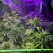 Purple Punch (Seedstockers) Cannabis-Samen