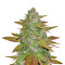 Purple Queen strain