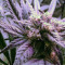 Sour Tangie (Reserva Privada) Cannabis-Samen