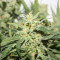 Sugar Black Rose Early Version feminisiertes Saatgut (Delicious Seeds)