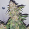 Sweet Mango Auto (GHS) Cannabis-Samen