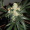 Wedding Cake Auto feminisierte Samen (Barney’s Farm)
