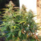 White Haze Automatic (White Label) Cannabis-Samen