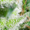 Zamaldelica regular (Ace Seeds) Cannabis-Samen