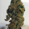 Auto Masszar (Critical Mass Collective Seeds) Cannabis-Samen