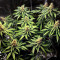 Dozy Sith feminisierte Samen (AlphaFem Seeds)