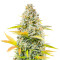 Dozy Sith feminisierte Samen (AlphaFem Seeds)