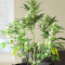Godzilla Original Glue GG#4 feminisierte Samen (Herbies Seeds)