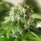Godzilla Original Glue GG#4 feminisierte Samen (Herbies Seeds)
