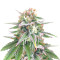 Kush 'N' Cookies CBD (Garden of Green Seeds) Cannabis-Samen