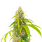 OG Kush Fast Version feminisierte Samen (EGS)