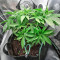 Original Glue (Nirvana Seeds) Cannabis-Samen