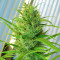Passion #1 (Dutch Passion) Cannabis-Samen