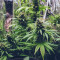 Original Auto OG Kush (Fast Buds) Cannabis-Samen zu verkaufen