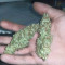 Bruce Banner Auto Cannabis-Samen Kaufen
