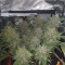 Wedding Cake Auto (Barney's Farm) Cannabis-Samen zu verkaufen