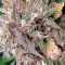 Keepers OG Autoflower feminisierte Samen zu verkaufen