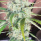 Auto Colorado Cookies Cannabis-Samen Kaufen