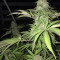 Unknown Kush Early Version (Delicious Seeds) Cannabis-Samen zu verkaufen
