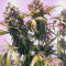 Kaufe Skywalker Haze Samen feminisiert von Dutch Passion