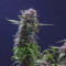 ICED Grapefruit (Female Seeds) Cannabis-Samen zu verkaufen