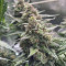 Kosher Cake Auto (Fast Buds) Cannabis-Samen zu verkaufen