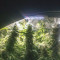 Bruce Banner Auto Cannabis-Samen Kaufen