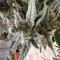 Gorilla Z (Barney's Farm) Cannabis-Samen zu verkaufen